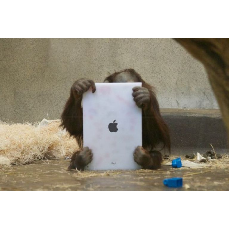 Los orangutanes pueden comunicarse a travs de las tablets.